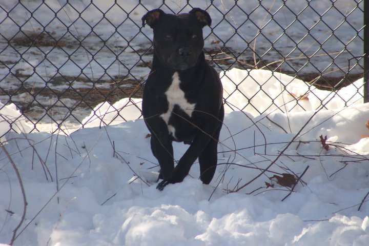 Massie fashion staffy